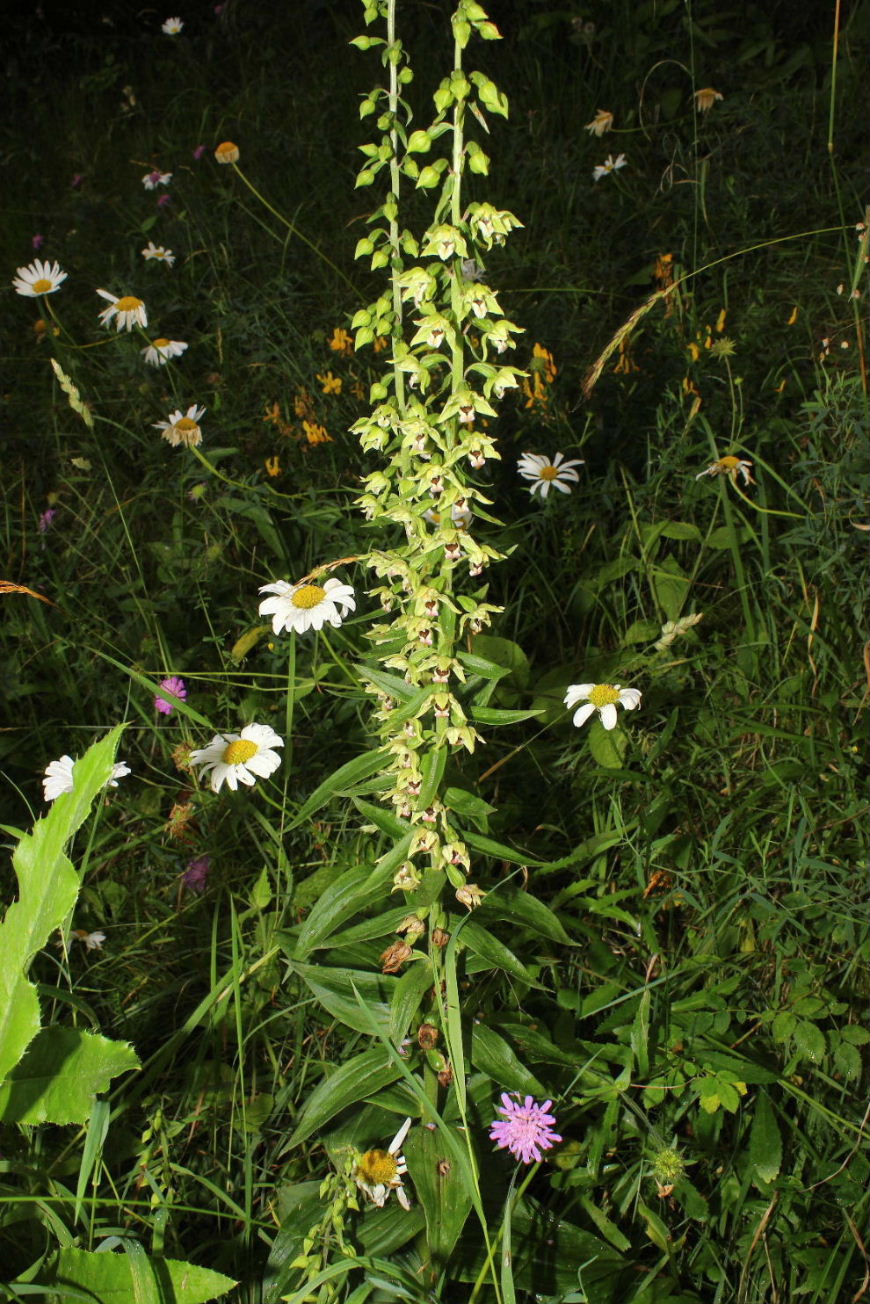 Epipactis muelleri ??